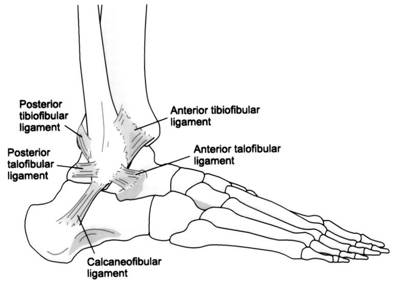 ankle-ligaments lateral B&W